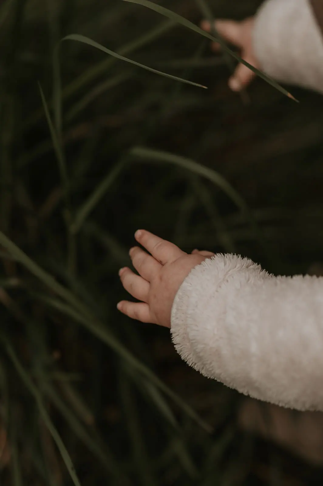 La main d’un enfant effleure les herbes hautes.